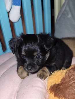 Kleiner PomChi-Rüde sucht noch ein Zuhause - Apolda