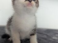 Maine Coons Mix - Heinsberg
