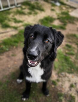 Hundeherz sucht Lieblingsmensch - Lützow