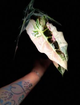 Alocasia Amazonica pink variegata Rhizome - Buttstädt Zentrum