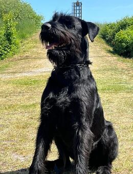Riesenschnauzer schwarz Welpen sind am 02.07.25 gefallen - Drochtersen