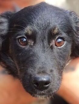 Kleiner SIMON sucht Zuhause - Gefrees