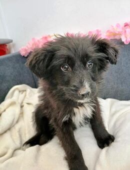 💖 Süßes Welpenmädchen Molly 💖 - Eislingen (Fils)