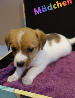 Reinrassige Jack Russell Welpen o. Pap. aus liebevoller Aufzucht! - Gransee Zentrum