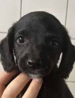 Zuckerbub RUMO sucht seine Familie - Sulzfeld (Baden-Württemberg)