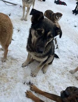 Schäfermix-Junghund Max🐕❤️ - Rambin