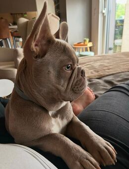 Reinrassige Französische Bulldogge - Suhl