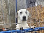 Schöner Cosmo sucht seine Leute! - Mannheim