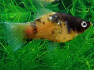 Hummelplaty - Hohenroth