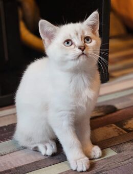 Süße BKH Kitten - Dortmund