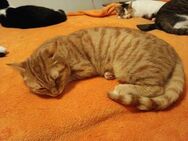 Rotjäckchen Mango sucht sein Zuhause - Margetshöchheim