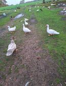 Enten und Gänse in 25923