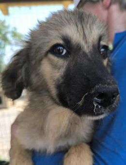 HULIO ~ zuckersüß und flauschig - Duisburg
