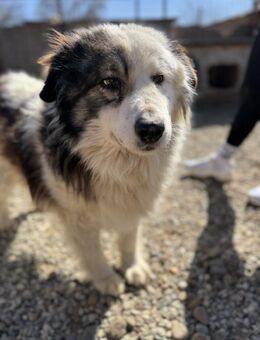 Flauschige Dina wartet schon lange - Chemnitz