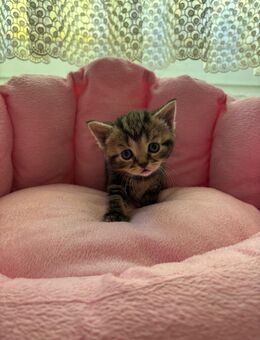 BKH Whiskas Kitten - Essen