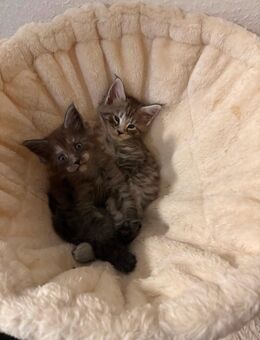 Maine Coon Kitten suchen ein neues Zuhause - Tornesch