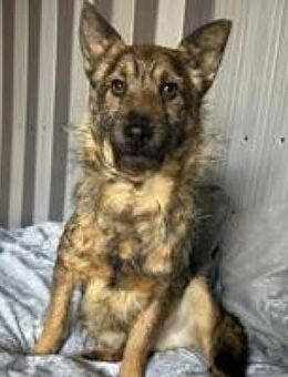 Ernie sucht seine Familie für immer - Hüllhorst