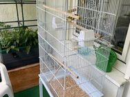 Kanarienvögel zu verkaufen , 6 Stk. im Alter von 1-6 Jahren , mit Käfig und Zimmervoliere - Hattingen