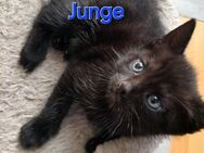 Europäische Kurzhaar Baby Katzen - Kaiserslautern
