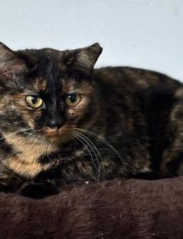 💛Süße Schildpattkatze Tina🐾 - Eislingen (Fils)