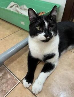 🌟 Charmeur Vincent 🌟 NOTFALL - Eislingen (Fils)