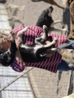 Daria sucht ihre Herzensmenschen - Celle