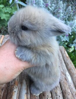 Zwergkaninchen Zwergwidder - Schöntal