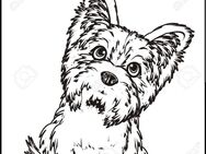 Suche kleinbleibenden Hund, nicht haarend bis 28cm, gerne Welpen - Wingst