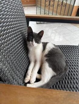 Bimba sucht ein Zuhause - Olfen