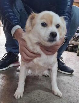 🤍 Snow ein kleiner Sonnenschein - Kassel