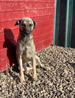 Bezaubernder Cheddar sucht EUCH - Celle