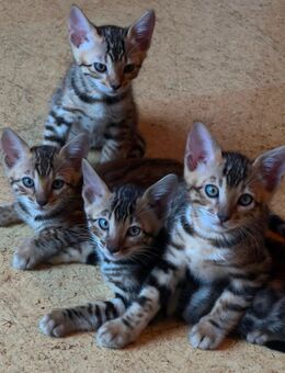 reinrassige Bengal kitten - Schwanstetten