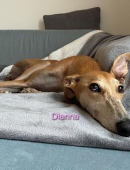 Dianna- lieb mit Mensch und Katz 06/22 - Ruppertsecken