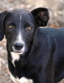 William ist ein ruhiges, liebes Kerlchen - Karben