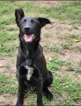 Junger Schäferhund-Mix Joice - Schnarup-Thumby