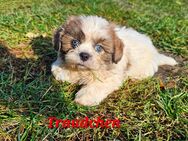 Shih-Tzu Mix Welpen - Oranienburg