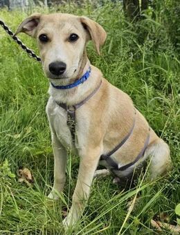 Sonny im Tierheim Sulzbach - Bad Vilbel