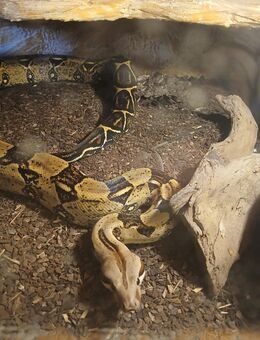 0.2 Boa Constrictor Imperator - Welchweiler