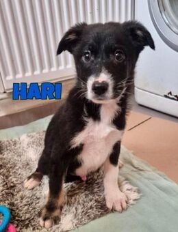 Hari sucht sein FürImmerZuHause - Neuberg