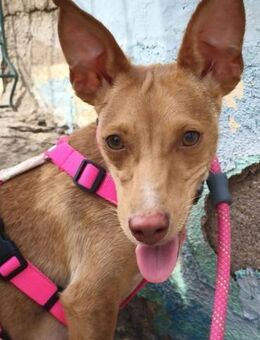 Lola ist sehr anhänglich - Donaueschingen