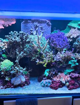 Meerwasser Aquarium - Neuss