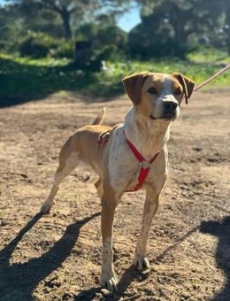 Bongo ist sportlich und agil - Tübingen