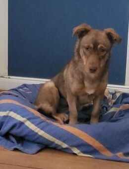 Schokobraune, süße Toffee - Berlin