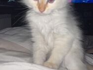Heilige Birma Kater 3 Monate alt Simon - Gelsenkirchen Erle