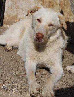 Runa, will ihr Herz verschenken - Celle