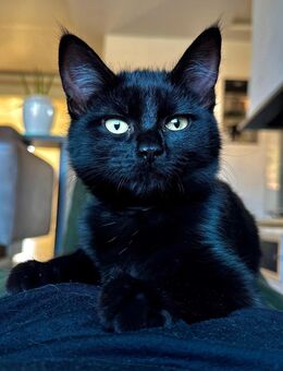 Eine Babykatze - Main Coon Mix zu verkaufen - Weida