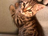 Kitten BKH-Mix - Großholbach