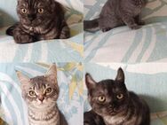 BKH Kitten, Mischung - Berlin Charlottenburg-Wilmersdorf