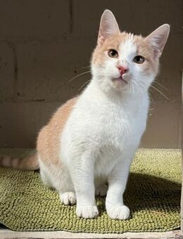 FeLV+ Kater Cooper aus dem Tierschutz - Grevenbroich