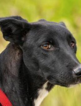 Flöckchen sucht ein liebevolles Zuhause - München